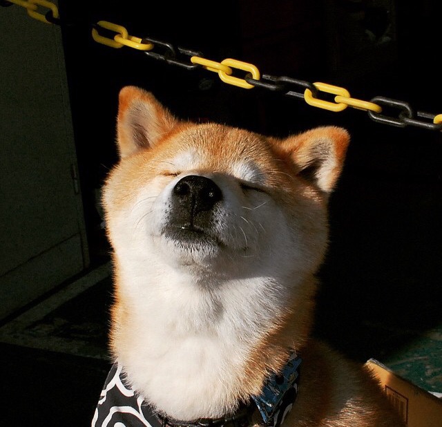 mk体育官网-国际乒联混合团体世界杯：德国队备战与赛制详解，德国乒乓球世锦赛