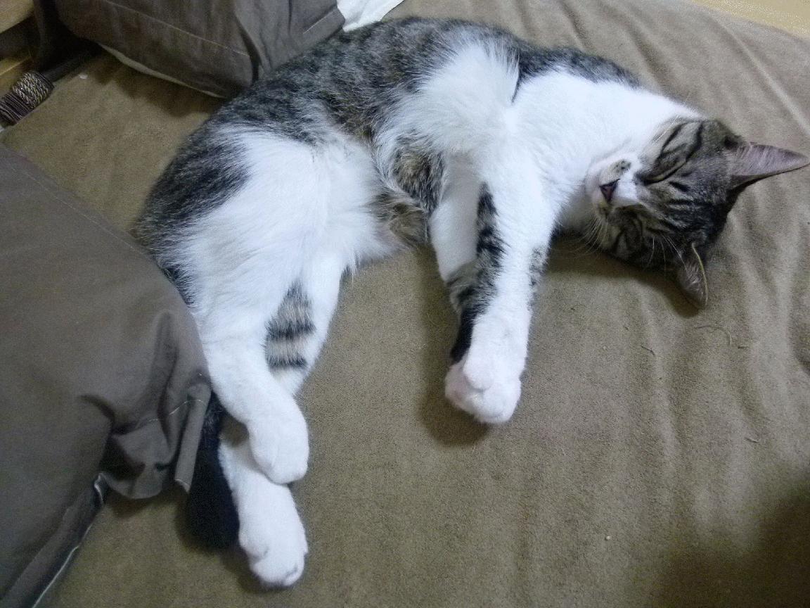 女子仰泳项目成为潜在得分点,女子仰泳比赛视频