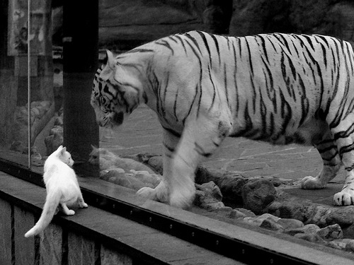 杨瀚森比赛阅读能力提升快速判断局势,杨瀚儒简介