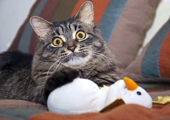 田径队康复训练效果明显,田径恢复训练一开始要做什么