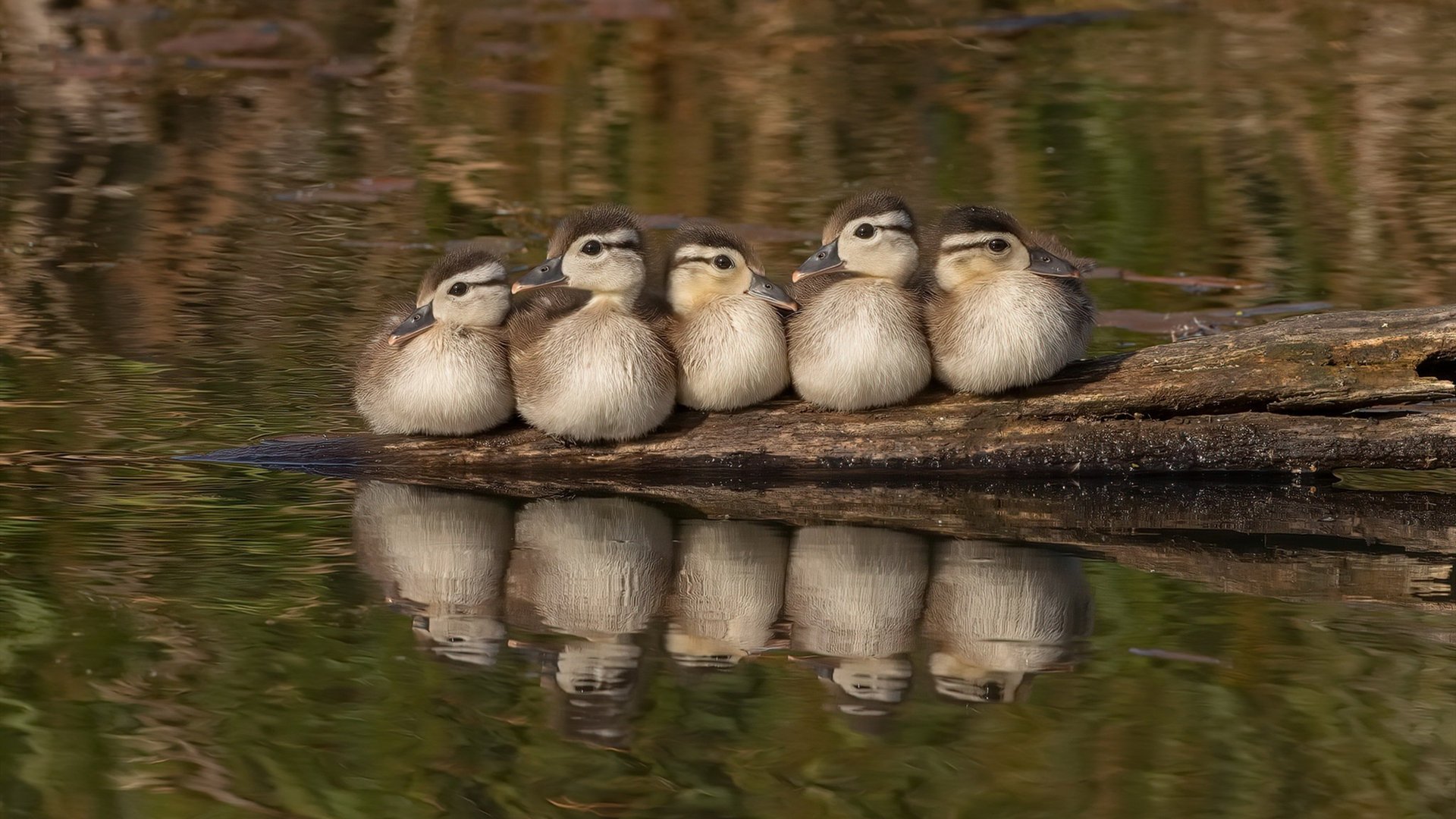 联盟中最擅长在弱侧得分的球员分析,nba弱侧手