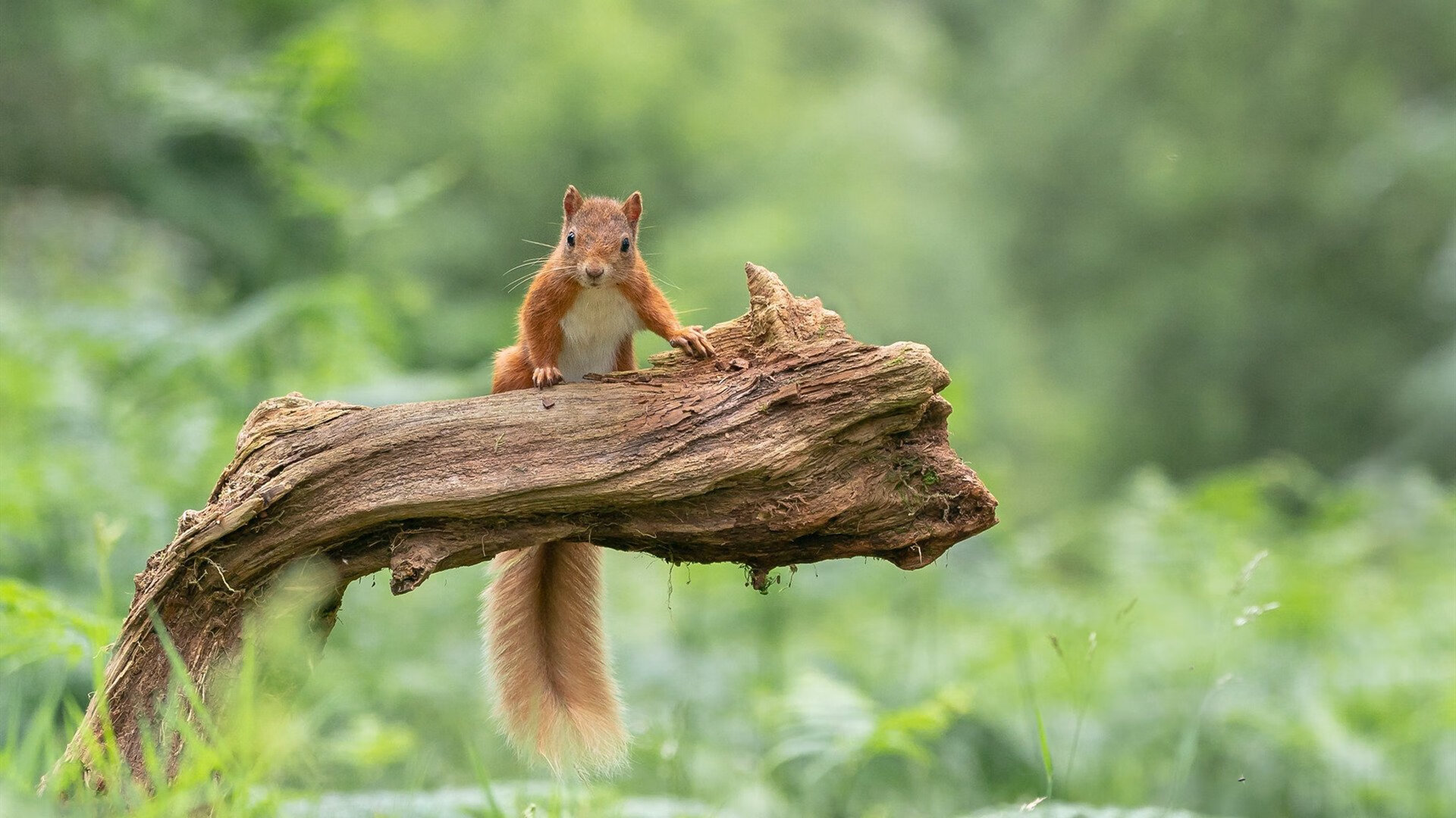 mk体育网页-辽宁飞豹深度轮换保持场上强度始终在线，辽宁飞豹cbdl