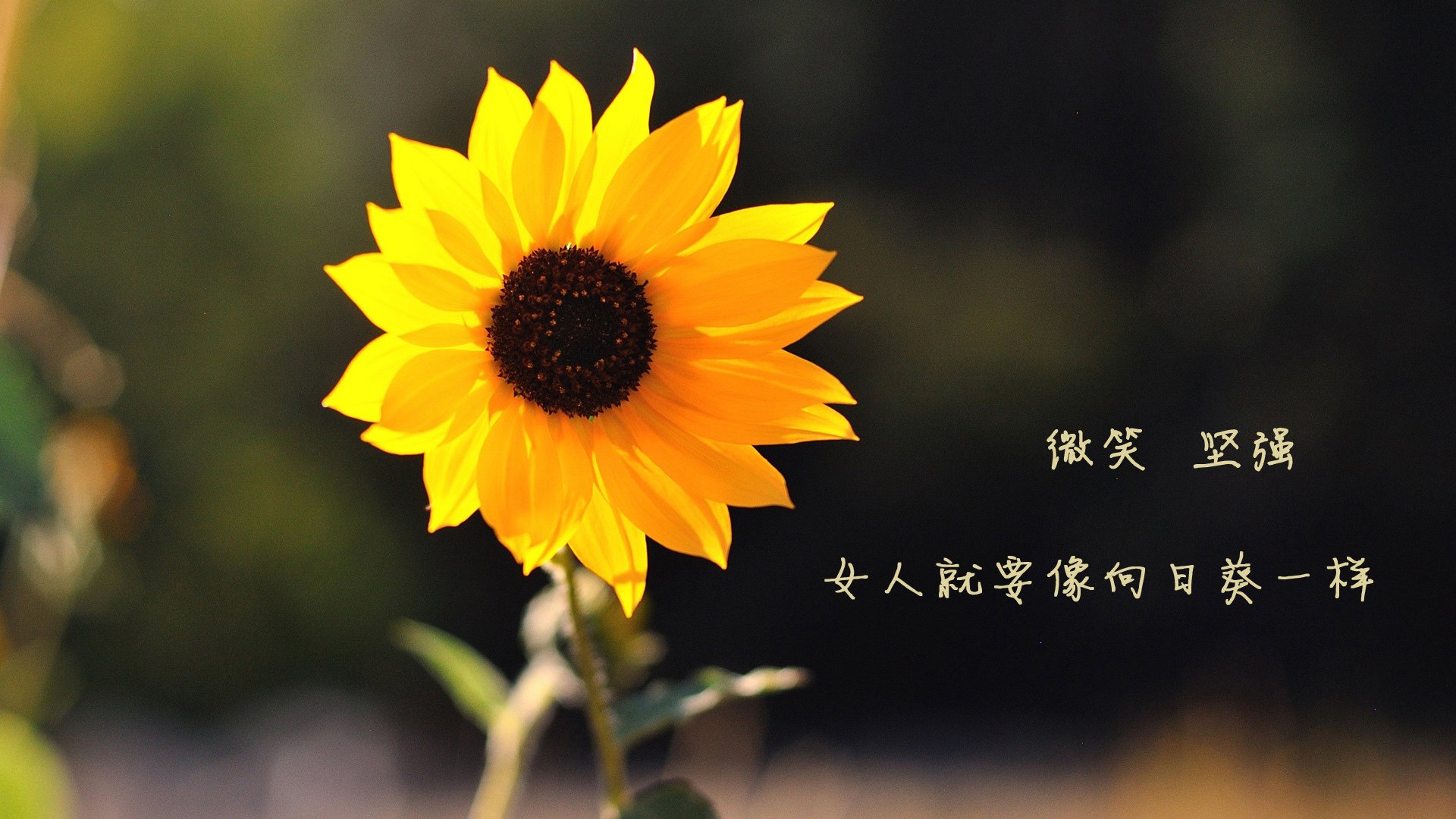 mk体育平台网页版入口-南非羚羊队防守担当：皮特·斯图斯无愧为世界最佳后排，南非羚羊皮可以干嘛用