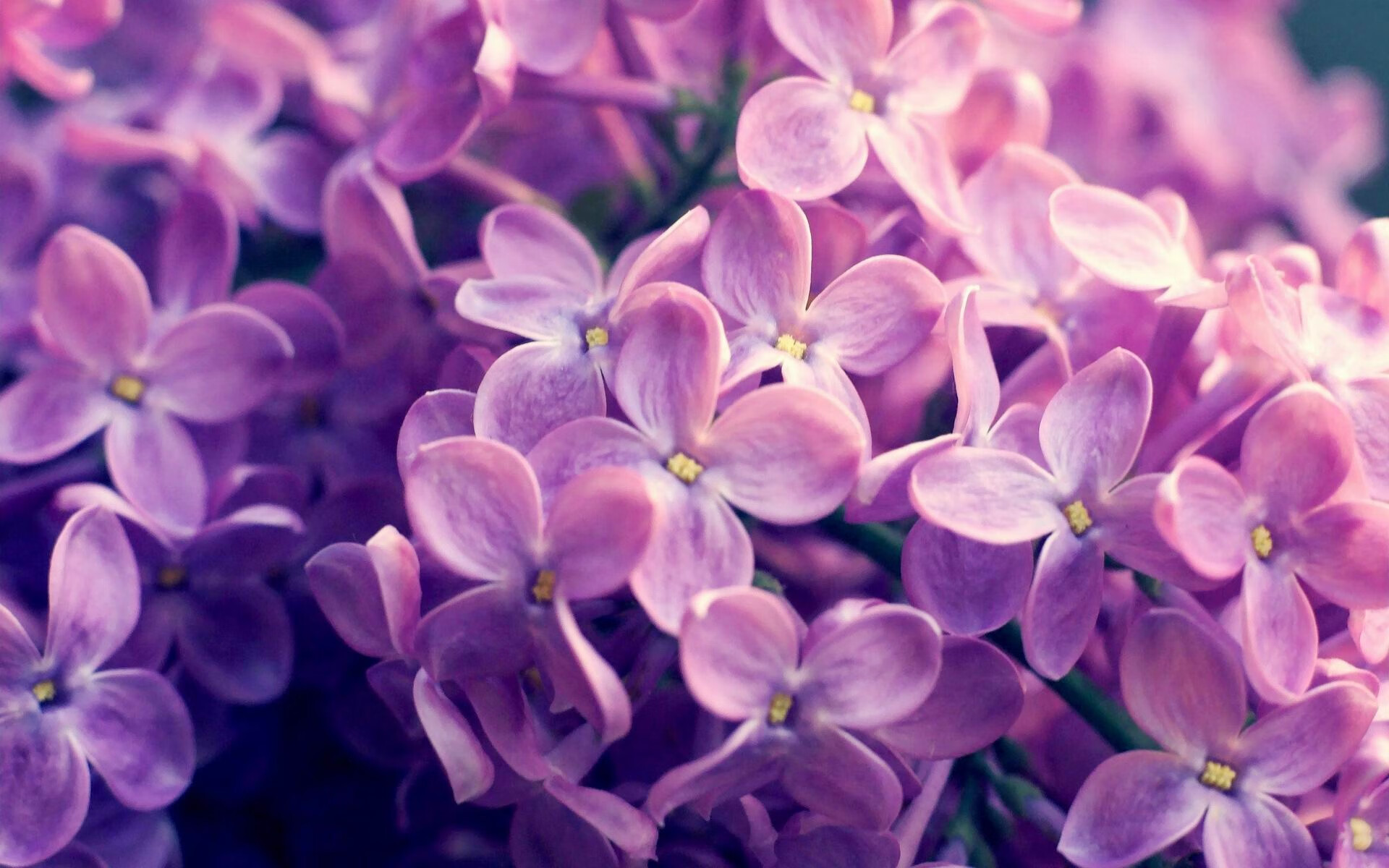 希腊女篮在欧洲锦标赛中再夺金牌,传统劲旅不止步,希腊女子篮球超级联赛ds