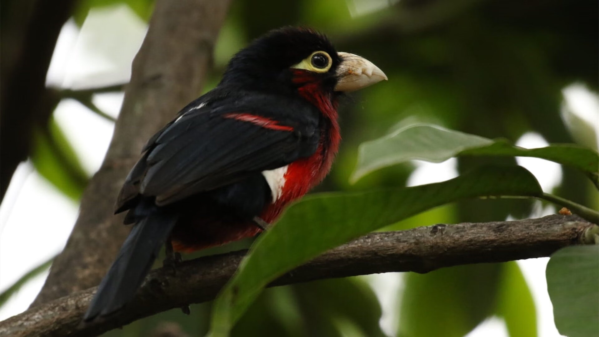 体育mk-德甲攻防转换：节奏快如闪电！，德甲对抗
