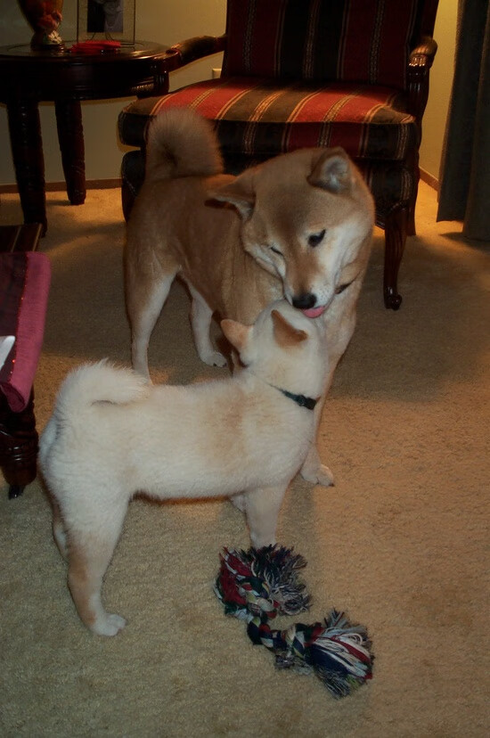 德甲裁判新规解读与争议,德甲现场